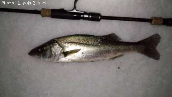 �����Х�