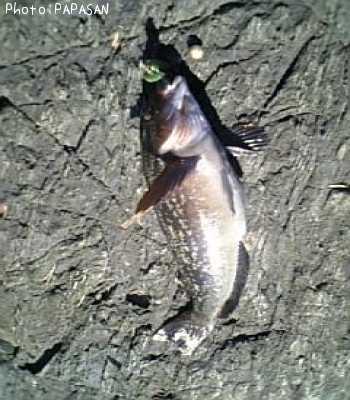 �����ʥ�