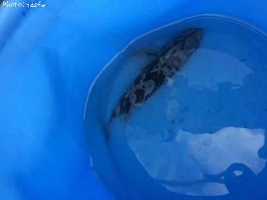 �����Υ���Х�