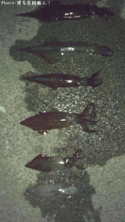 ��ꥤ�������󥵥�����