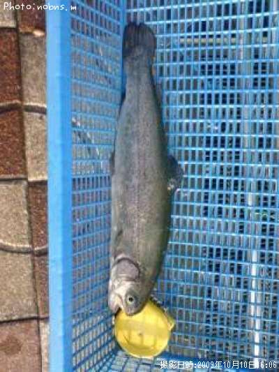 �쥤��ܡ��ȥ饦��