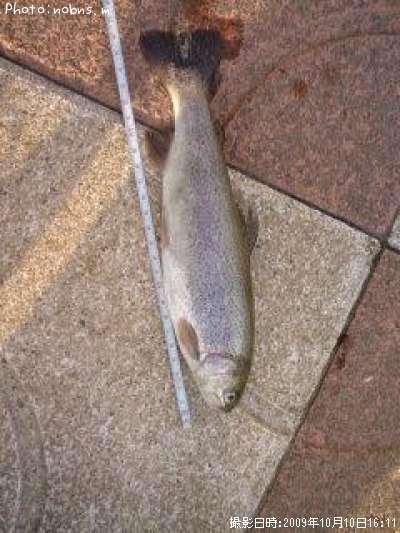 �쥤��ܡ��ȥ饦��