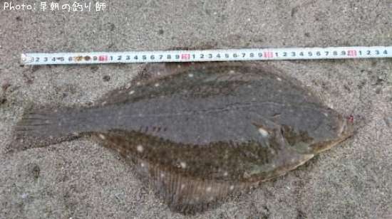 �������쥤