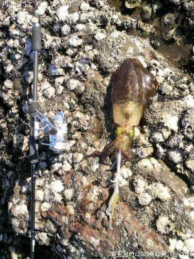 �����ꥤ��