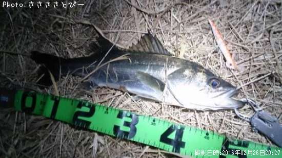 �����Х���������