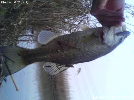 �֥�å��Х�