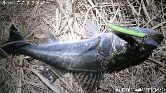 �����Х�