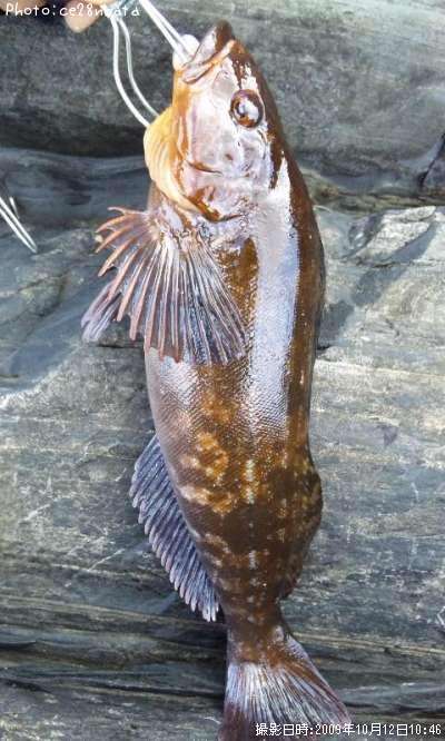 �����ʥ�