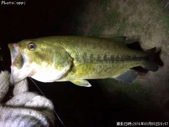 �֥�å��Х�