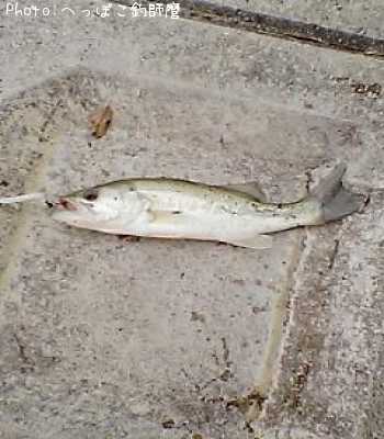 �֥�å��Х�