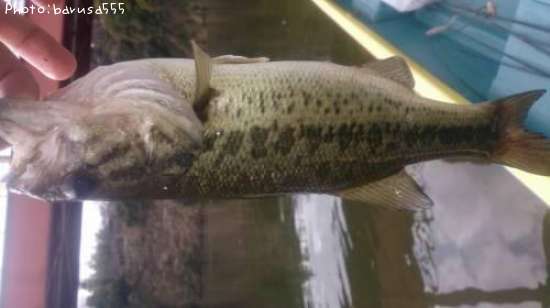 �֥�å��Х�