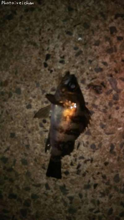 ������Х�