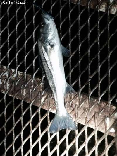 �����Х�