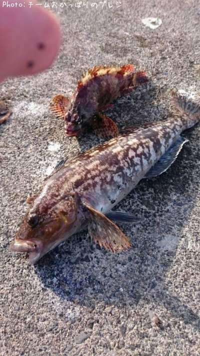 �����ʥ�