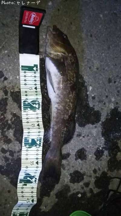 �����ʥ�