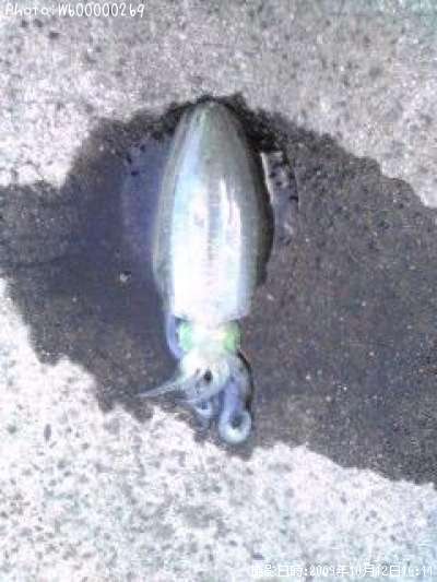 �����ꥤ��