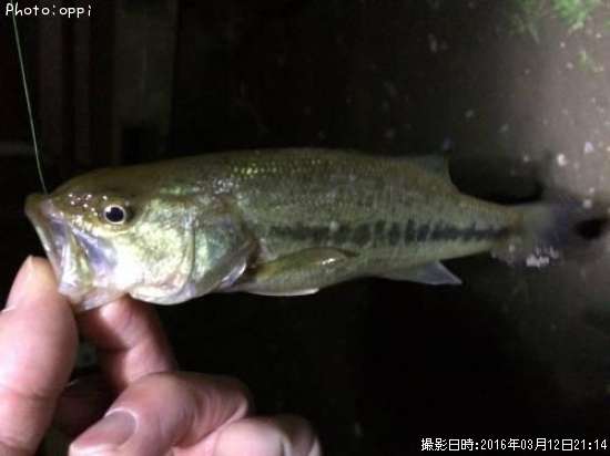 �֥�å��Х�