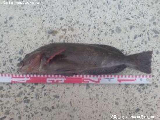 �����ʥ�