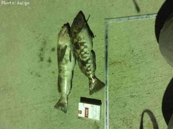 �����ʥ�