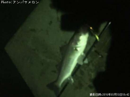 �����Х�