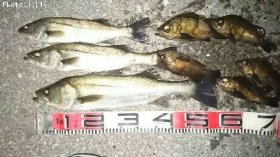 �����Х�����Ф�