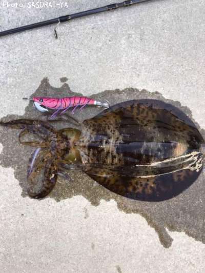 �����ꥤ��