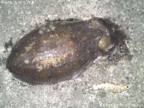 ��󥴥�����