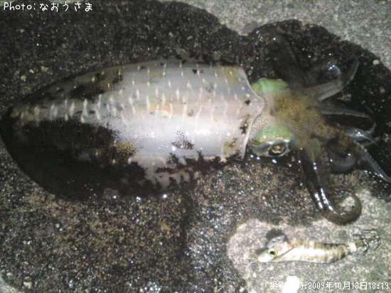 �����ꥤ��