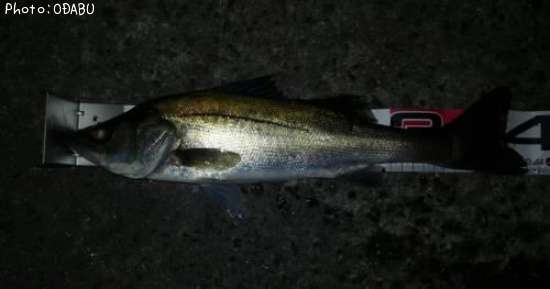 �����Х�