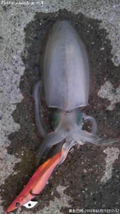 �����ꥤ��