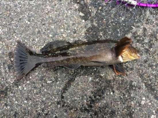 �����ʥ�