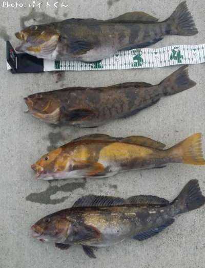 �����ʥ�