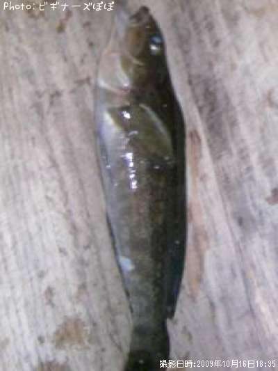 �����ʥ�