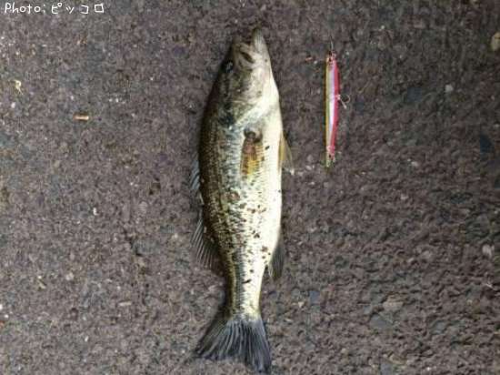 �֥�å��Х�