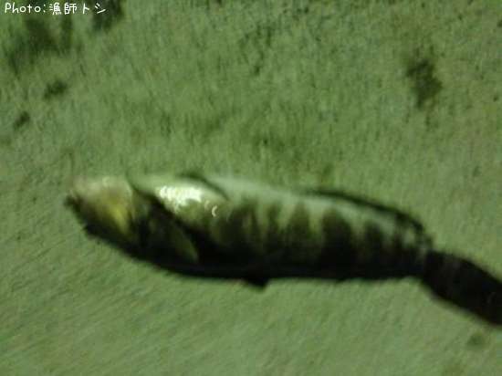 �����ʥ�