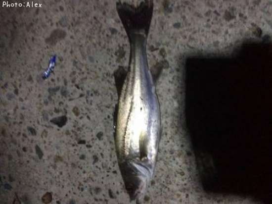 �����Х�