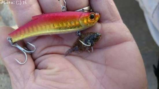 ���쥤�������Τ�