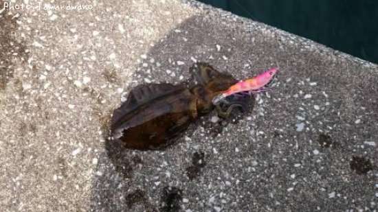 �����ꥤ��