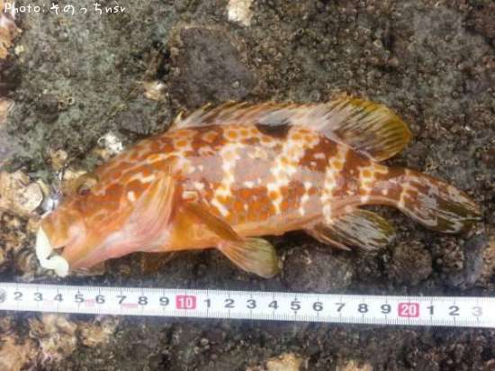 �����ϥ�