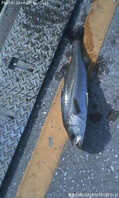 �����Х�