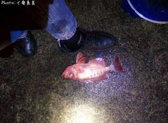 �ۥ���������ȥ�