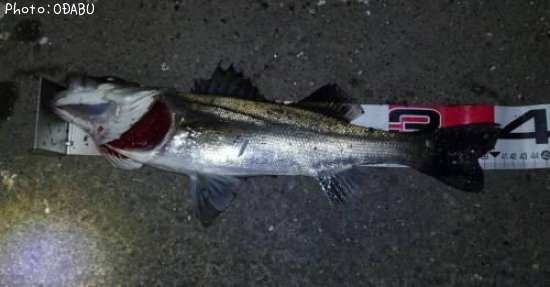 �����Х�