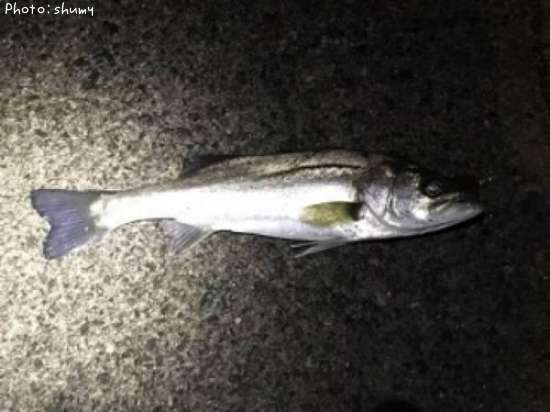 �����Ф�