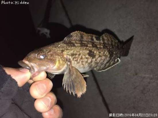 �����ʥ�