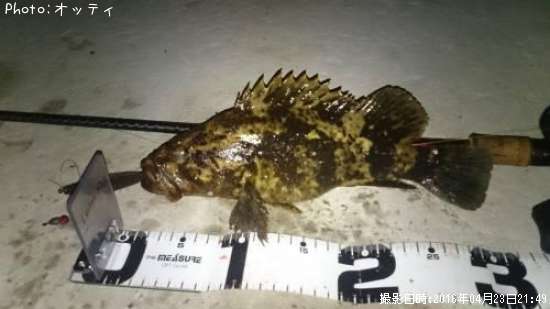 �٥å�������