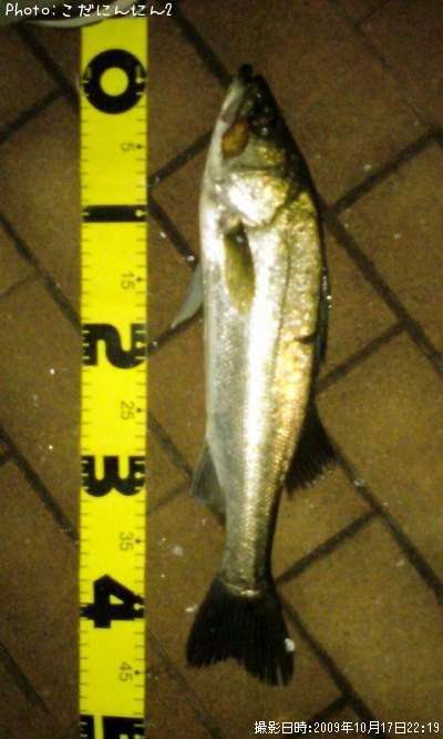 �����Х�