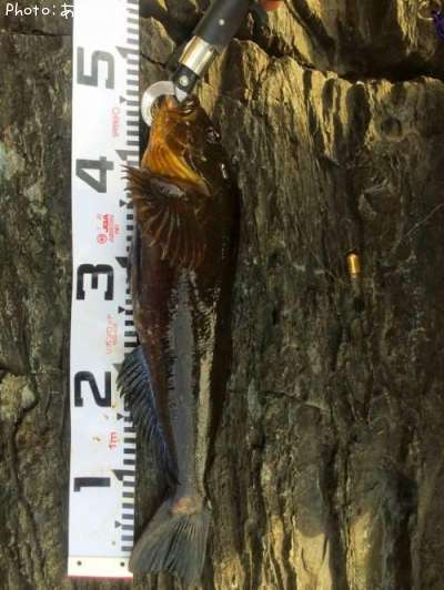 �����ʥ�