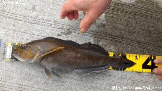 �����ʥ�