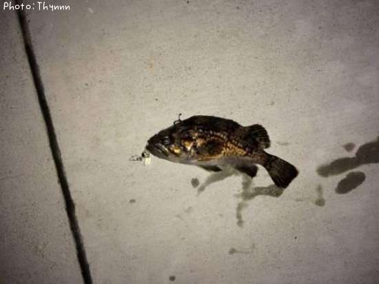 ���ӥ���