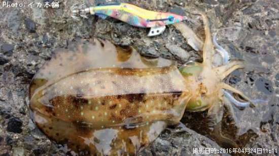 �����ꥤ��